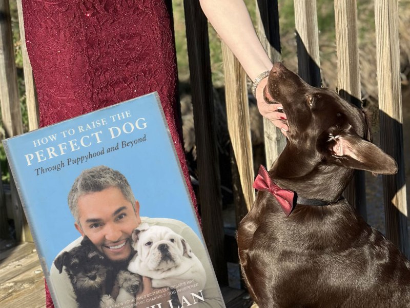 Book Review: How to Raise the Perfect Dog by Cesar&nbsp;Millan